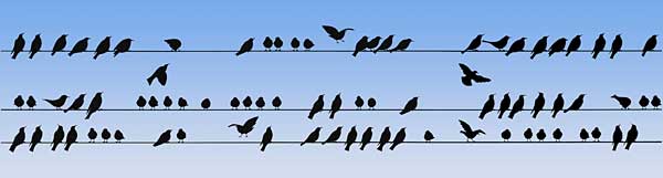 Birds on a Wire