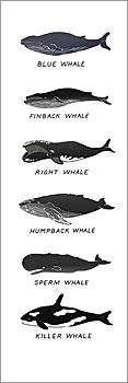 Whales